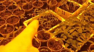 Теплица дома. Выращивание сладкого перца, помидор. Организация дополнительной подсветки. ДНАТ 250.