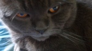 Кот поел пенопласт. Вся семья в шоке.


Кот поел пенопласт. Вся семья в шоке.