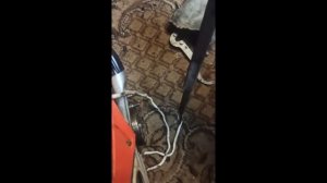 как открутить закрутить сцепление китайской бензопилы