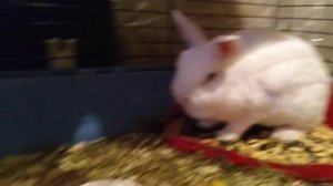 Кролик породы гермелин