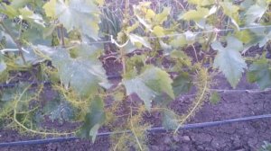 Применение гибирилина на винограднике