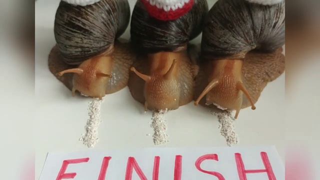 Гонки Улиток. Три новых Фаворита. Три тёмных Лошадки. Просто УГАДАЙ победителя.... смотреть онлайн