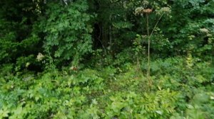 VID_20240824_162600.mp4