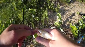 Рыбалка в июне на Волге