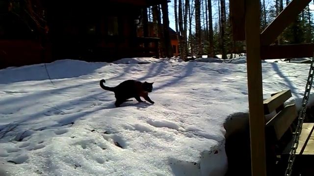 Кот в первый раз увидел снег смотреть онлайн