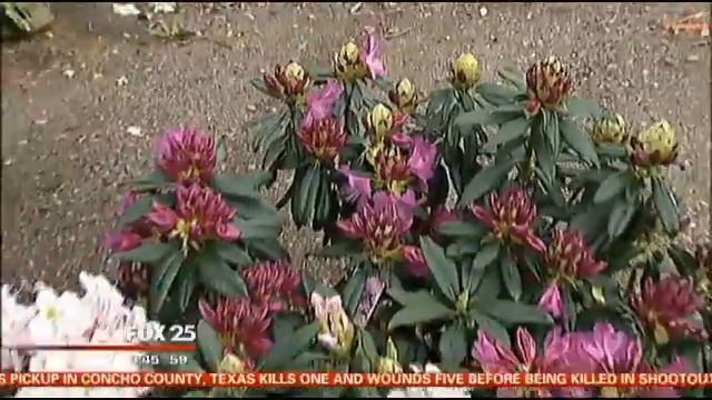 Garden Variety: Choices for Rhododendrons смотреть онлайн