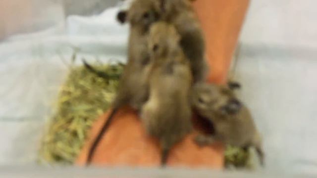 малыши дегу смотреть онлайн