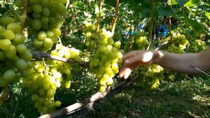 @Виноград Аркадия. Белый виноград. Хороший виноград