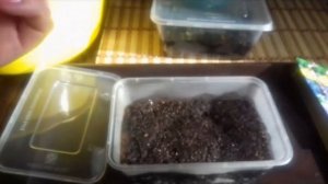 Посев дельфиниума на рассаду. Всхожесть 100%