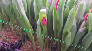 Тюльпаны сорт Curry .Tulipa Curry .