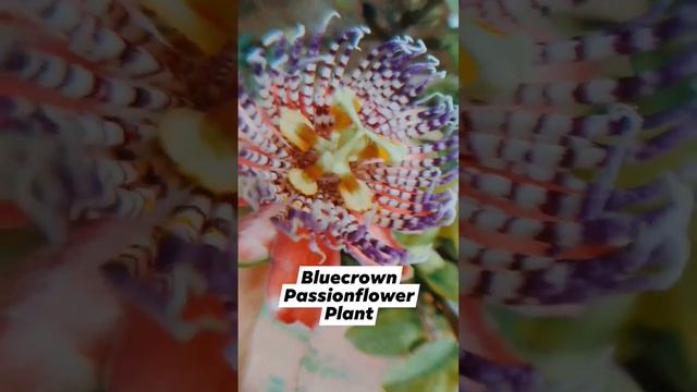 Passion Fruit Flower || #flowerphotography смотреть онлайн