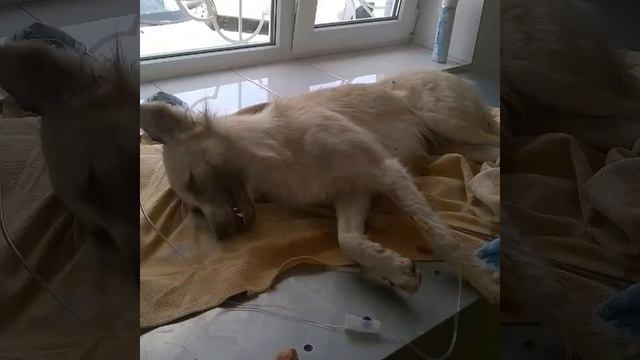 Приют "Верный друг " г.Нальчик смотреть онлайн