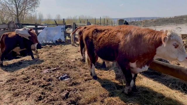 Быки Герефорды