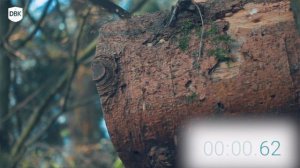 The Biggest and best Folding Saw On Planet Earth | Silky KatanaBoy 1000