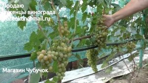 Виноград Хамелеон - очень раннего срока созревания (Пузенко Наталья Лариасовна)