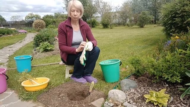 Плетистая роза Обрезка, посадка, уход смотреть онлайн