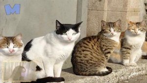 Сколько лет живут коты