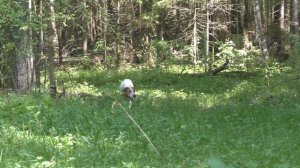 002 Нагонка Русской пегой гончей