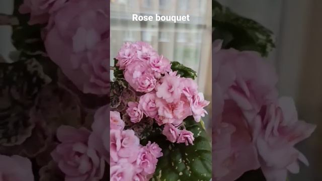 Фиалка сортовая Rose bouquet