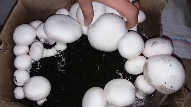 Грибной крем-суп - классический рецепт смотреть онлайн