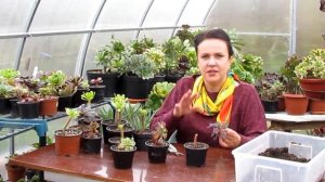 Исправляю кривые черенки эониумов Часть 1