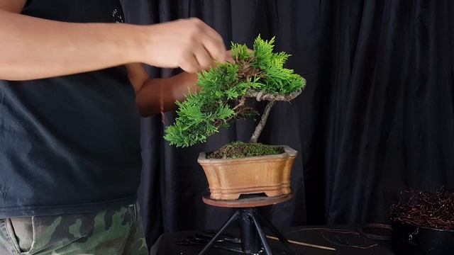 JUNIPERUS OLD GOLD - BONSAI PINZADO! смотреть онлайн