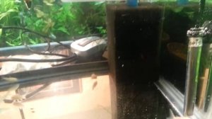 Albino Corydoras in QT