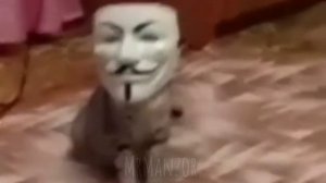 КОТ АНОНИМУС
