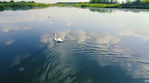 Лебединая верность кавер-версия