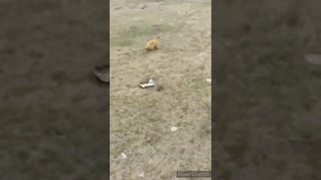 ДОГНАЛ СУРКА В ПОЛЕ.