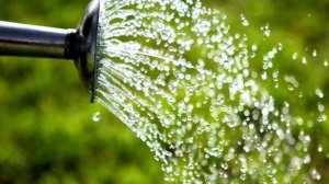 Агроном поделился опытом выращивания крупного лука с применением борной кислоты