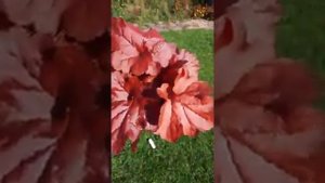 Гейхера "Пожарная Тревога", Heuchera Fire Alarm