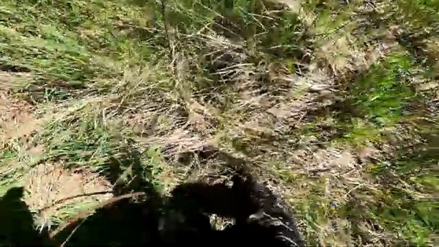 Где искать металлолом летом во время высокой травы? Коп с МД 4030 вдоль посадок и дорог.
