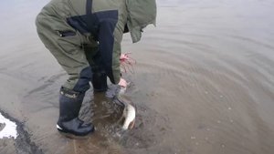 МОСКВА-РЕКА. РАЗВЕДКА НОВЫХ МЕСТ. Зимний спиннинг на Москва-реке 2021.