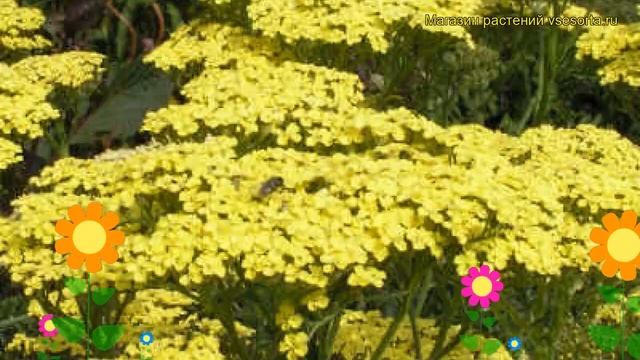 Тысячелистник обыкновенный Кредо. Краткий обзор, описание характеристик achillea Credo смотреть онлайн