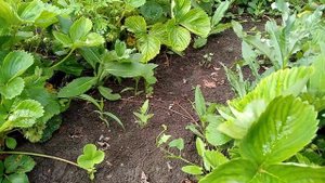 Моллинг Пандора поздний сорт клубники