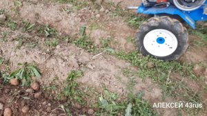 Мотоблок нева с самодельной копалкой копает сам.22