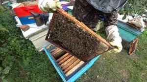 СБОРКА ГНЕЗДА В ЗИМУ БЕЗ ПОДКОРМКИ, КАК ПРОШЛО ОБЪЕДИНЕНИЕ ПЧЕЛОСЕМЕЙ,.mp4