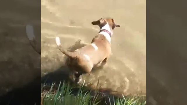 Наши любимчики Джек рассел терьер смотреть онлайн