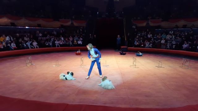 Доча Тбилиси цирк. смотреть онлайн