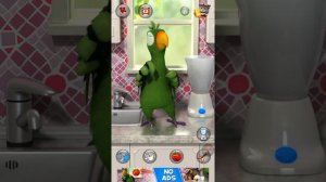 Попугай Пьер шкодничает на кухне