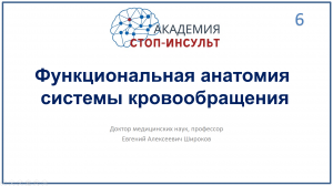 Функциональная анатомия системы кровообращения