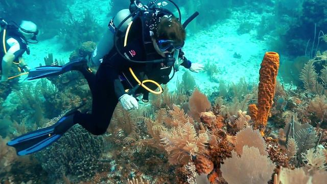 Turneffe Atoll Two Tank Dive with Equipment in Belize | Carnival Cruise Line