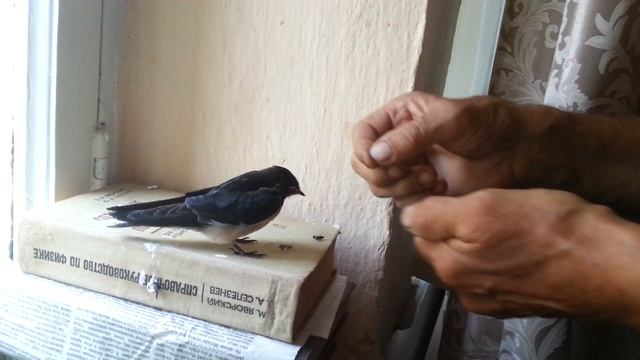 Ручная ласточка Галя завтракает. - смотреть онлайн