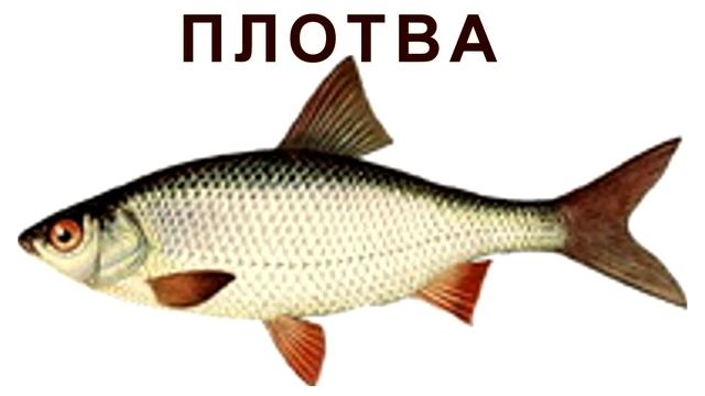 сколько видов рыбы водится в Днестре ? смотреть онлайн