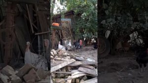 Бои без правил.Индюшка подралась с петухом синь синь дянь.