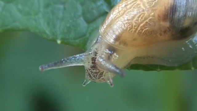 улитка на листе вечер смотреть онлайн