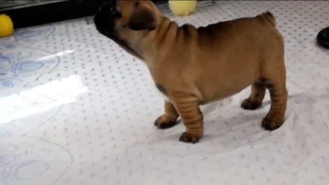 Щенки французского бульдога ищут любящих родителей. смотреть онлайн