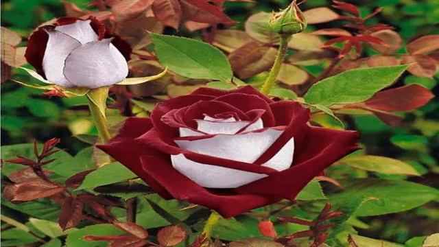 Роза Осирия смотреть онлайн