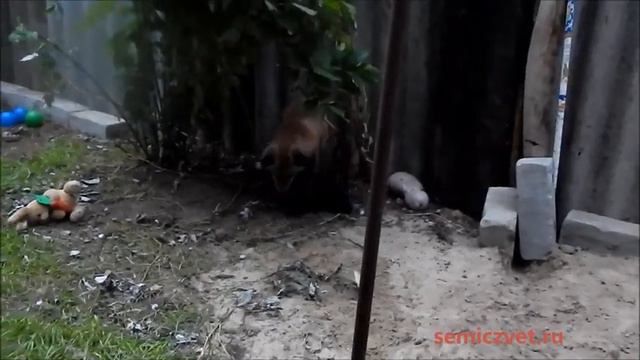 🦊💥 #16 Лисёнок в доме. Маленький хозяин большого вольера